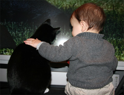 cat.jpg