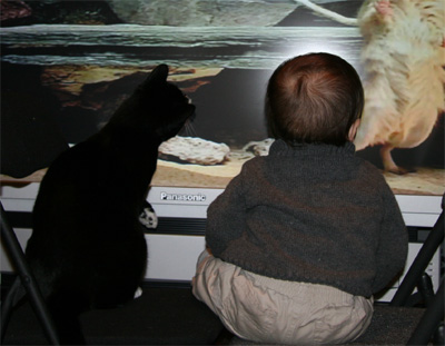cat1.jpg