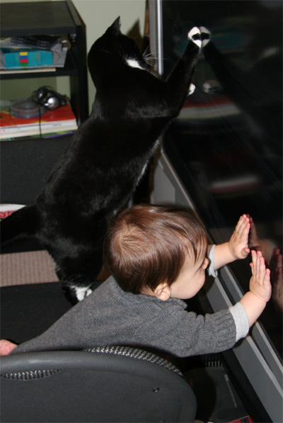 cat2.jpg
