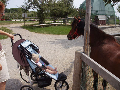 horse.jpg